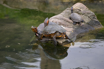 the Red-Eared Slider (Trachemys scripta elegans), a freshwater turtle known for the signature red streak behind each eye. A skilled swimmer and a sunbathing expert.