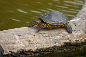the Red-Eared Slider (Trachemys scripta elegans), a freshwater turtle known for the signature red streak behind each eye. A skilled swimmer and a sunbathing expert.
