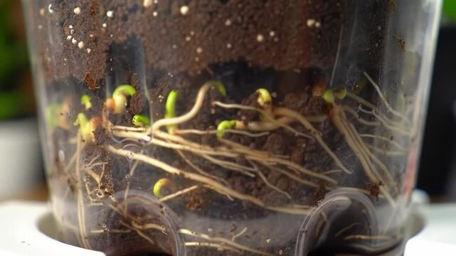  Plant Roots Growing in Transparent Soil Container