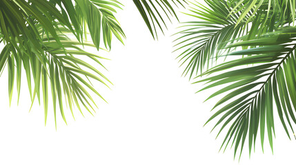 Tropical palm tree with isolated on a white or transparent  background