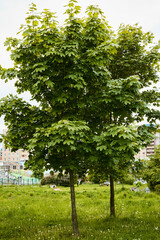 Obraz premium Lush and Vibrant Green Trees in an Urban Park Setting, Symbolizing Natures Beauty and Life