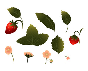 Set of strawberries with leaves and flowers. Vector illustration isolated on white background.