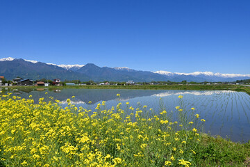 信州安曇野 北アルプスと菜の花畑と水田