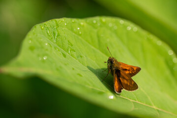 Mały motyl karłątek na liściu rdestowca.  © Elżbieta Kaps