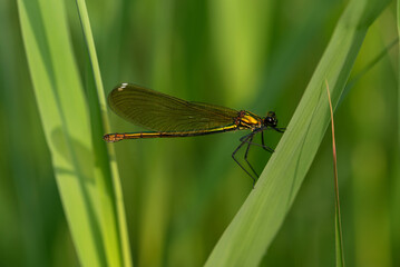 Ważka świtezianka na trzcinie na łące. 