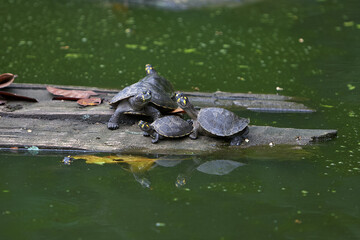 Taricaya turtles (Podocnemis unifilis) soaking up the Amazon sun in the heart of Pacaya Samiria. These gentle reptiles play a vital role in the ecosystem and are a symbol of conservation success .