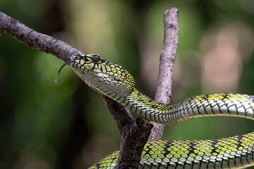 	
Beautiful close up of a Trimeresurus sumatranus	
