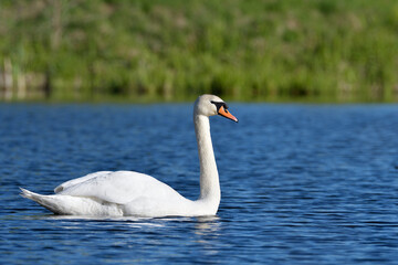 mute swan on a pond