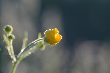 A yellow flower at dawn