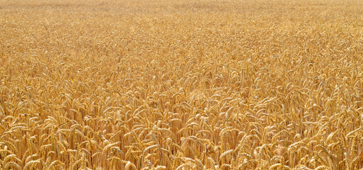 Ears of wheat.