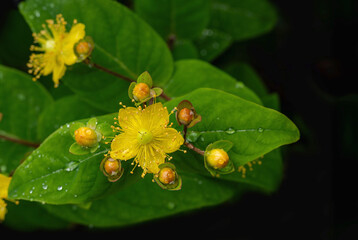 Gelbe zarte Blüten am Strauch bei Regen