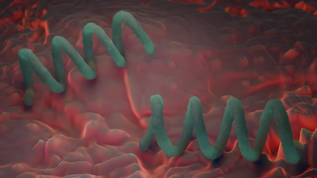 Treponema pallidum: The Syphilis-Causing Bacterium