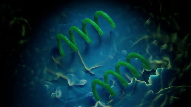 Treponema pallidum: The Syphilis-Causing Bacterium