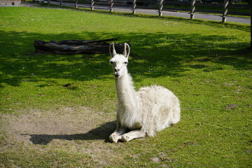 Fototapeta premium The llama (Lama glama) is a species of camel. It is widespread in the South American Andes and is a domesticated animal descended from the guanaco. Unna, North Rhine-Westphalia, Germany.