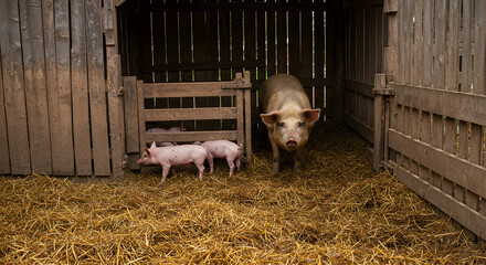 Traditional pigsty scene, wooden pig enclosure with straw ground and mother pig with piglets in soft daylight