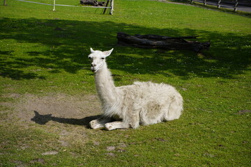 Obraz premium The llama (Lama glama) is a species of camel. It is widespread in the South American Andes and is a domesticated animal descended from the guanaco. Unna, North Rhine-Westphalia, Germany.