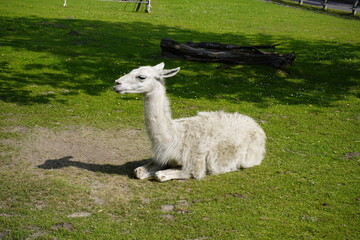 Fototapeta premium The llama (Lama glama) is a species of camel. It is widespread in the South American Andes and is a domesticated animal descended from the guanaco. Unna, North Rhine-Westphalia, Germany.