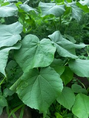 fresh green leaves