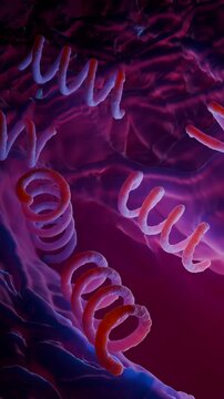 Treponema pallidum: The Syphilis-Causing Bacterium