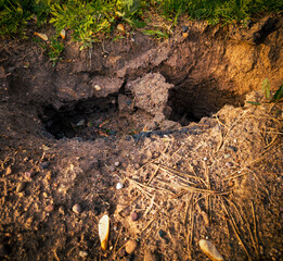 Obraz premium an anthropomorphic sinkhole in the ground. caving in of a animal burrow at the border of a patch of grass creates eyes with a furrowed brow and worried expression. wildlife animal behavior landscape.