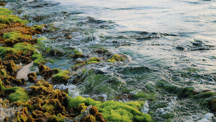 gentle waves rolling over green algae covering coastal rocks of Aruba off the Caribbean Sea nature landscape. seaweed is a type of algae. larger macroalgae, multicellular and visible.