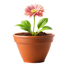 Obraz premium pink flower in a pot