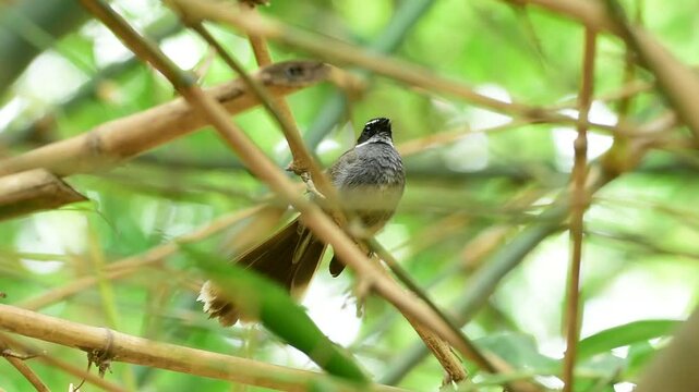 fantail bird waiting in a branch in morning
