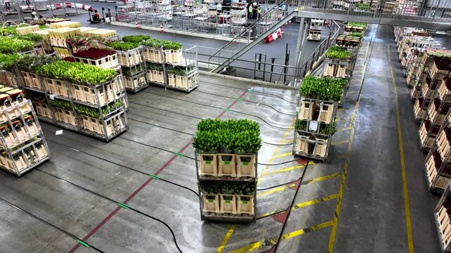 An AI-powered system scans and routes thousands of daily flower stems in a Dutch warehouse, optimizing freshness for supermarkets and boutique florists worldwide.