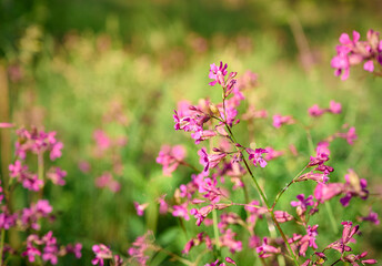 Lychnis viscaria Plena, delicate pink wildflowers.