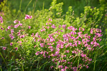 Lychnis viscaria Plena, delicate pink wildflowers.