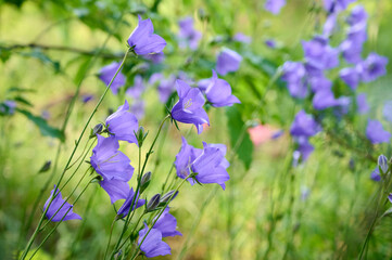 Blue bellflower blossom in summer forest.