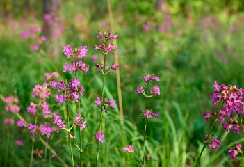 Lychnis viscaria Plena, delicate pink wildflowers.