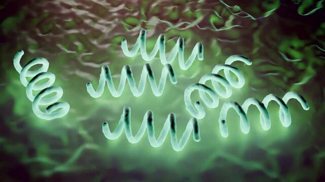 Treponema pallidum: The Syphilis-Causing Bacterium