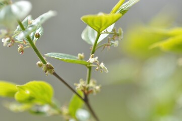 Celtis sinensis tree and leaves - Korean herbal plant

