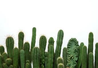 Group of various cacti against white backdrop
