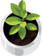 Small Succulent in White Pot