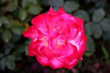 Rose flower bloom petals red rose closeup nature floral beauty romance love garden plant macro freshness elegance natural botanical blossom delicate fragrance valentine summer