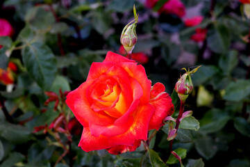 Rose flower bloom petals red rose closeup nature floral beauty romance love garden plant macro freshness elegance natural botanical blossom delicate fragrance valentine summer
