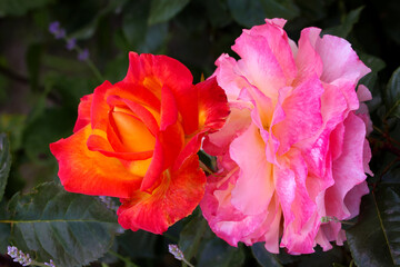 Rose flower bloom petals red rose closeup nature floral beauty romance love garden plant macro freshness elegance natural botanical blossom delicate fragrance valentine summer