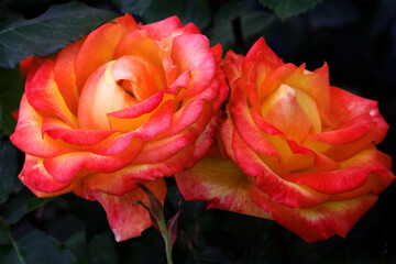 Rose flower bloom petals red rose closeup nature floral beauty romance love garden plant macro freshness elegance natural botanical blossom delicate fragrance valentine summer