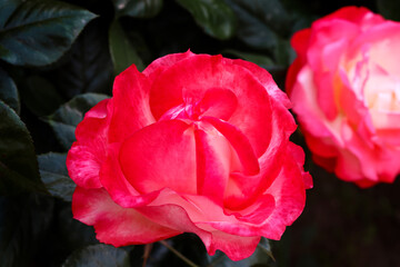 Rose flower bloom petals red rose closeup nature floral beauty romance love garden plant macro freshness elegance natural botanical blossom delicate fragrance valentine summer