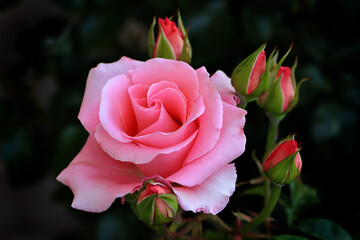 Rose flower bloom petals red rose closeup nature floral beauty romance love garden plant macro freshness elegance natural botanical blossom delicate fragrance valentine summer
