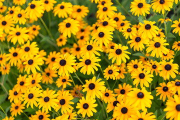 Daisy flower. Flowering daisy in garden. Outdoor flowering plant. Yellow daisy flower. Natural flower plant. Flora nature. Yellow flower background. Floral daisy yellow background