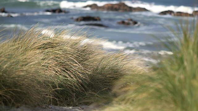 Paesaggio costiero con il vento che agita l'erba e le onde del mare