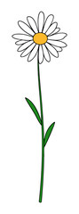 Stokrotka margaretka daisy rysunek