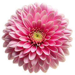 Fototapeta premium pink dahlia isolated on white background
