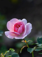 Die beste Rosenblüte im Park nach dem Regen