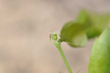 Close-up and full view images of the Japanese elm tree (Ulmus davidiana var. japonica), commonly known as Poojo tree in Korea. Useful for botanical references and educational materials.

