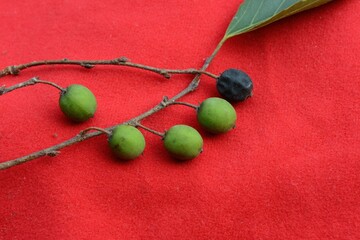 Close-up and full view images of the Japanese elm tree (Ulmus davidiana var. japonica), commonly known as Poojo tree in Korea. Useful for botanical references and educational materials.

