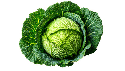 Fototapeta premium cabbage